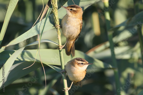 Fotografía The two sedge warbler (Acrocephalus schoenobaenus) on the reed in soft morning light