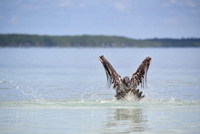 Pelican Bathing On The Beach