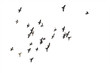 © krsprs - Flocks of flying pigeons isolated on white background. Clipping path.