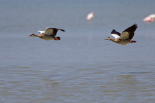 Egyptian Geese (Alopochen Aegyptiacus) Two In Flight Over Lake Elementaita, Rift Valley, Kenya.