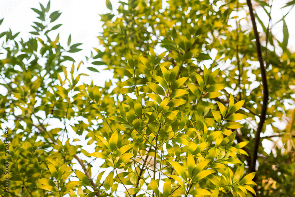 Branch nagea nagi with leaves on a bright background - obrazy, fototapety, plakaty 