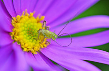 Grasshopper On A Purple Flower