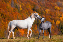 White Stallion With Foal On Mountain Pasture In Front Of Mountain Hill, Covered With Fall Autumn Forest. Moment Of Animal Tenderness.