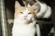 © Omega - Lovely ginger kitten closeup face, cat portrait with sun light.