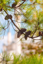 Background Of Pine Branches With Cones And Delicate Green Needles, With Turrets And A Blue Sky In The Blurred Background