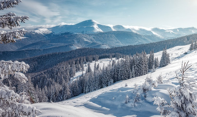 Wonderful Winter Landscape. Awesome Alpine Highlands in sunny day. Majestic mountains and frosen trees under Sunlight sparkling. Amazing Nature Scenery. Beautiful Natural background