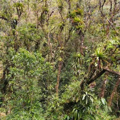 Sticker - Brazil rainforest. Nature of Brazil.