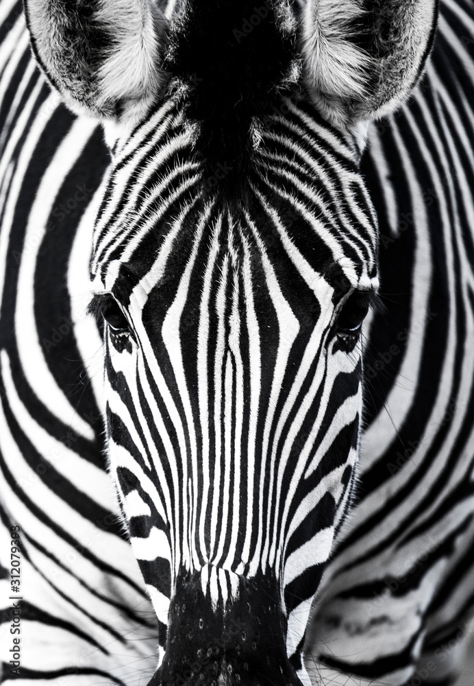 background which the structure of hide of zebra is represented on - obrazy, fototapety, plakaty 