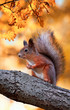 beautiful fluffy red squirrel sitting in autumn Park on a tree oak with bright Golden foliage