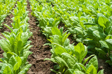 Young Green Tobacco Plants In Rows Growing In Field As Agricultural Background