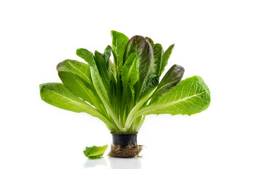 Romaine lettuce plant in black plastic pot with roots isolated on white background. Fresh green salad. Organic vegetables, bio healthy food