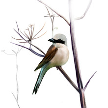 Red-backed Shrike On A Branch Close Up On White Background