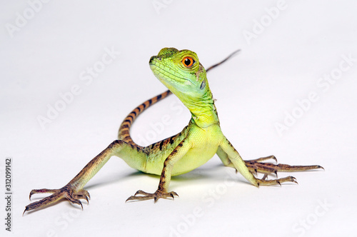 Photographie Jesus Christ lizard / Stirnlappenbasilisk (Basiliscus plumifrons)
