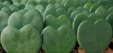 Heart Shaped Green Succulent Leaves Pattern Of Wax Plant A.k.a. Hoya 'Sweetheart' (Hoya Kerrii) Small Potted Houseplant, Live Tropical Plant Decor For Valentine's Day  And Wedding Favors.