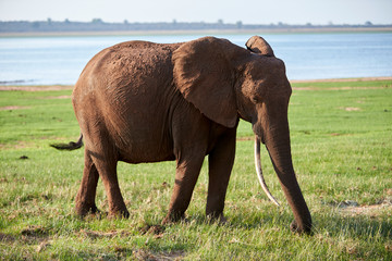 Elephant at Lake Kariba, Zimbabwe