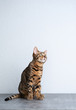 © furryfritz - young bengal cat sitting on concrete floor in front of white wall looking up curiously