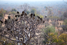 Marabou Stork And Vultures On A Baobab Tree, Victoria Falls, Zimbabwe