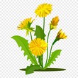 Dandelions with green leaves. Summer yellow meadow flower isolated on white. Vector illustration