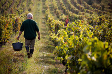 A Farmer Wakes Through A Vineyard In Rural Wine Country France, Harvesting Grapes.