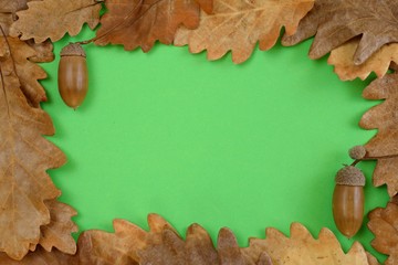 Oak leaves and acorns on green background