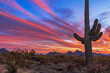 Classic Arizona Desert Sunset  Landscape With Cactus