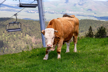 Wall Mural - Bull portrait outdoor grazing on fresh green meadow