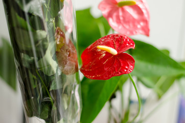 Wall Mural - Red Anthurium flower growing at home on the window, closeup