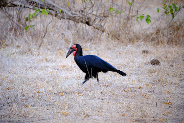 Southern ground hornbill in Mana Pools National Park, Zimbabwe