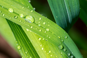 long green leaves with water droplets