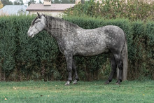 Grey Dappled Andalusian Breed Horse With Long Mane Standing Near Trimmed Bushes. Exterior Photo, Breed Body Type.