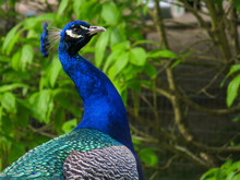 Headshot Of A Blue Peafowl