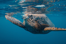 A Turtle Breathing Out Making Air Bubbles In Water, Near Waterline In Blue Ocean Background