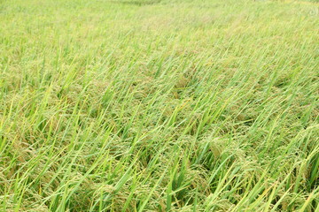 The beautiful landscape of rice fields in Thailand. 