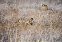 Coyote In A Field Hunting Prey