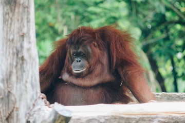 A female of the Orang Utan in Borneo, Indonesia sitting in the branch 