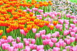 Fototapeta Tulipany - Tulips are blooming beautifully in the spring.