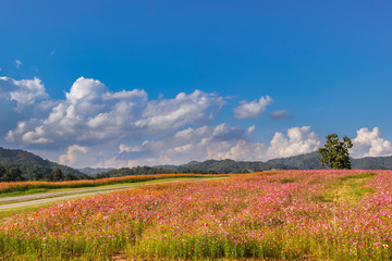 Wall Mural - Cosmos flower field in Chiang Rai, Thailand