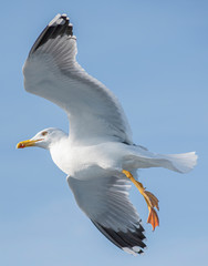 Seagull, albatross, seagull wings, seagulls flying above the sea, seagulls soaring, white seagull, gray seagull, red-billed gull, yellow-billed gull, seagulls racing, seagulls, flying seagulls, natura