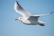 Seagull, Albatross, Seagull Wings, Seagulls Flying Above The Sea, Seagulls Soaring, White Seagull, Gray Seagull, Red-billed Gull, Yellow-billed Gull, Seagulls Racing, Seagulls, Flying Seagulls, Natura