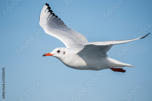 Cuadros en Lienzo Seagull, albatross, seagull wings, seagulls flying above the sea, seagulls soari
