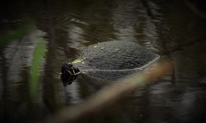 turtle