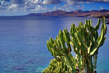 Wall Mural - Lanzarote, exotic plants