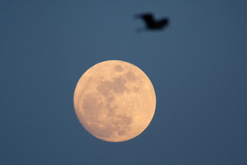 full moon in twilight with the bird passing