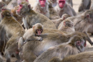 Wall Mural - monkeys japan