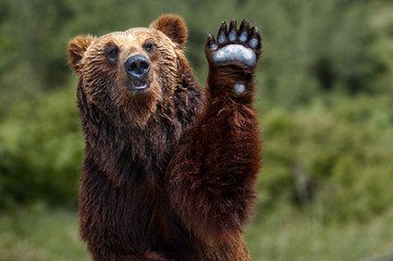 brown bear japan