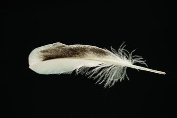 Poster - Beautiful duck Bird feather pattern for design texture. Isolated on Black Background