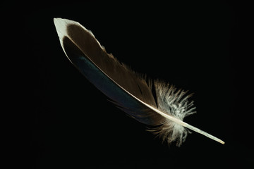 Poster - Beautiful duck Bird feather pattern for design texture. Isolated on Black Background