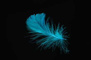 Poster - Beautiful blue Bird feather pattern for design texture. Isolated on Black Background