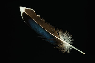 Poster - Beautiful duck Bird feather pattern for design texture. Isolated on Black Background