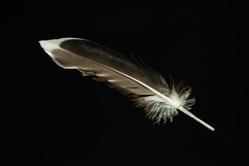 Poster - Beautiful duck Bird feather pattern for design texture. Isolated on Black Background